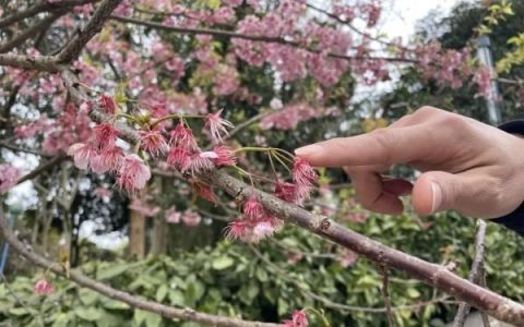 桃花梅花樱花区分图解