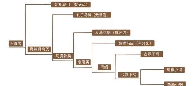 有牙齿到没牙齿，鸟类演化历程中是如何把牙齿搞丢的？