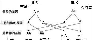 2023—2024学年人教版八年级生物上册期末试卷（含答案解析）