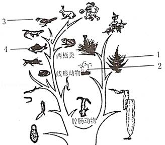 2023—2024学年人教版八年级生物上册期末试卷（含答案解析）