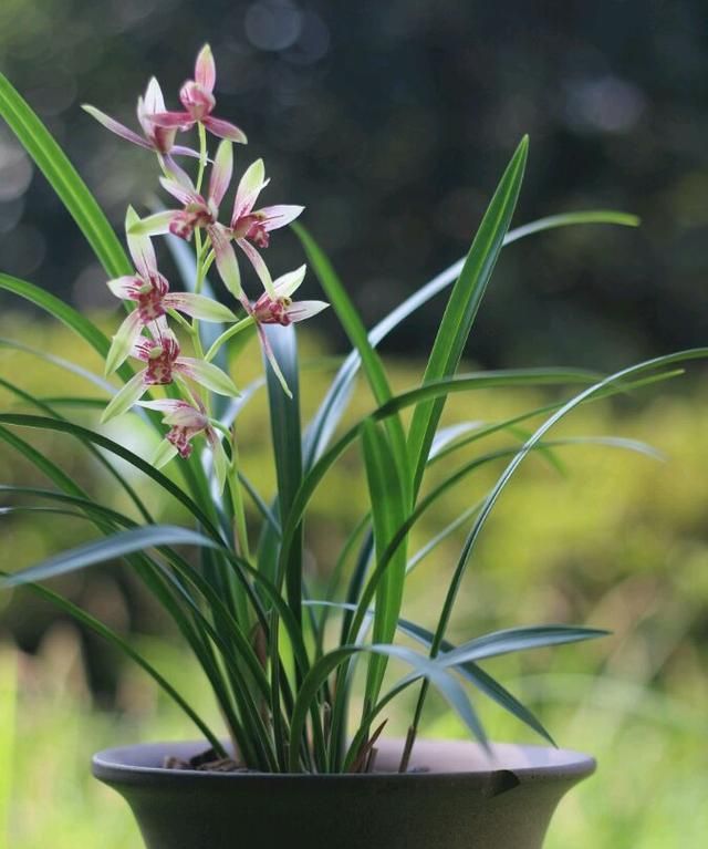 一年12月，每月都有“花神”在，你几月出生？别错过你的幸运花