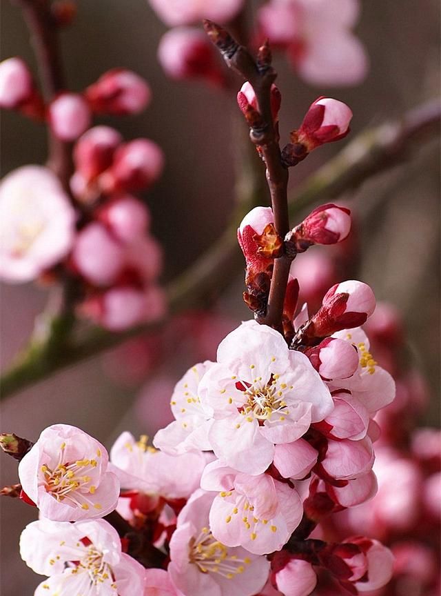 一年12月，每月都有“花神”在，你几月出生？别错过你的幸运花