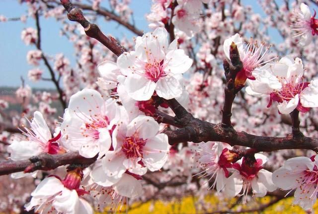 一年12月，每月都有“花神”在，你几月出生？别错过你的幸运花