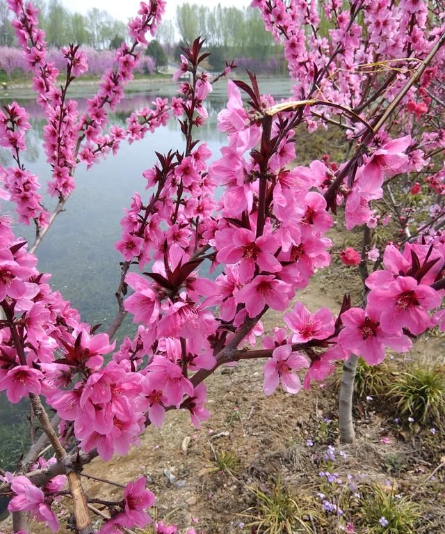 一年12月，每月都有“花神”在，你几月出生？别错过你的幸运花