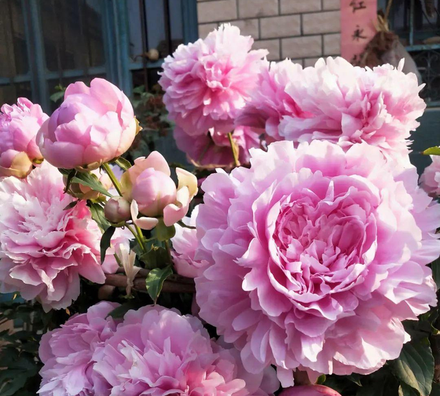 一年12月，每月都有“花神”在，你几月出生？别错过你的幸运花