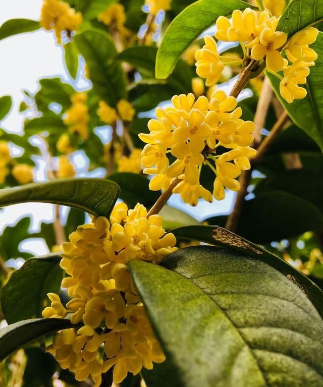 一年12月，每月都有“花神”在，你几月出生？别错过你的幸运花