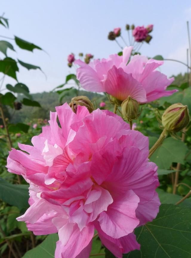 一年12月，每月都有“花神”在，你几月出生？别错过你的幸运花