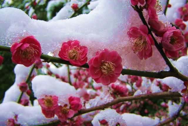 一年12月，每月都有“花神”在，你几月出生？别错过你的幸运花