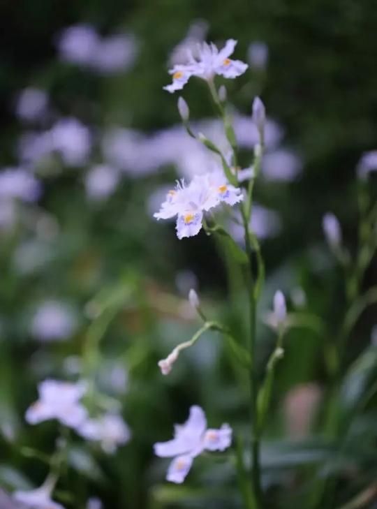 如何给花拍照(怎么样给花拍照)图24