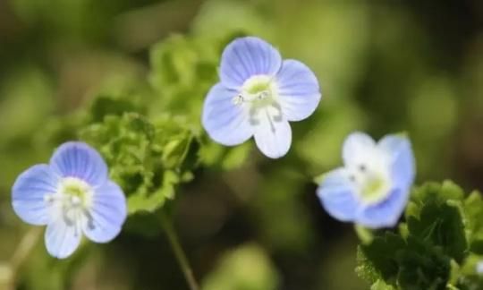 如何给花拍照(怎么样给花拍照)图29