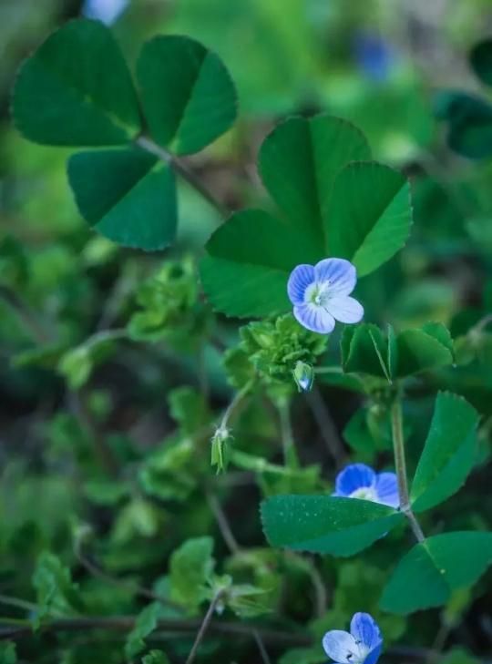 如何给花拍照(怎么样给花拍照)图30