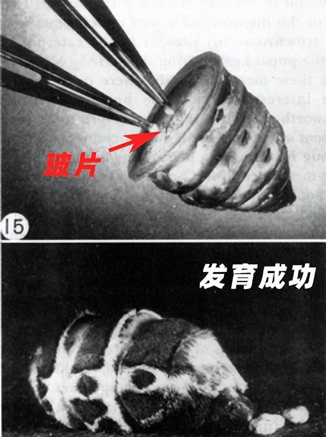 如果我们将10个蛹切开，并混合全部液体，还有可能发育出蝴蝶吗？