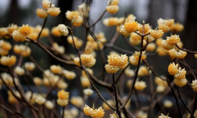 象征爱情的花，不只有玫瑰花，这4种“爱情花”，你了解吗？