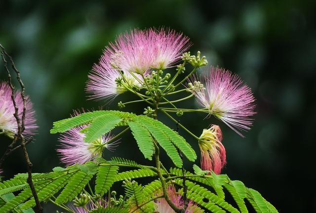 象征爱情的花，不只有玫瑰花，这4种“爱情花”，你了解吗？