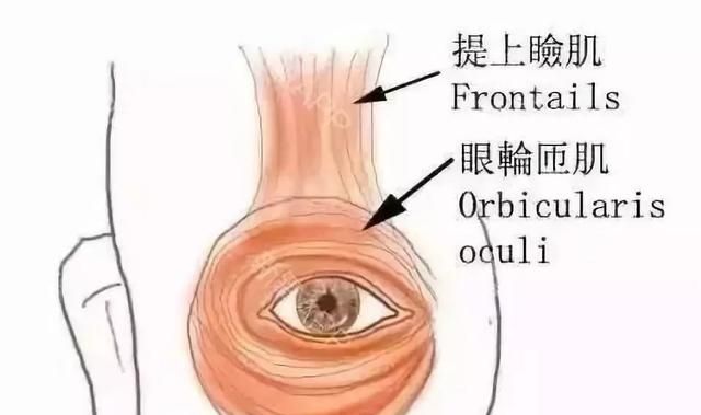 右眼皮跳是怎么回事怎么办,右眼皮跳是怎么回事啊图5