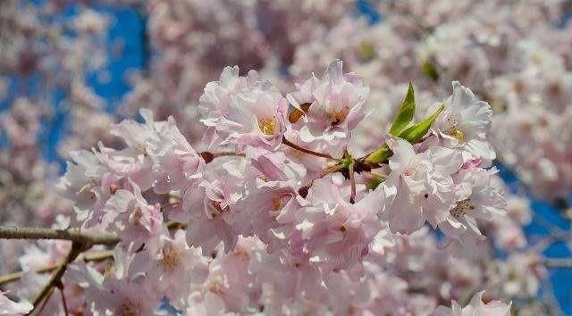 樱花果实能吃吗,樱花果实能吃吗有什么用处