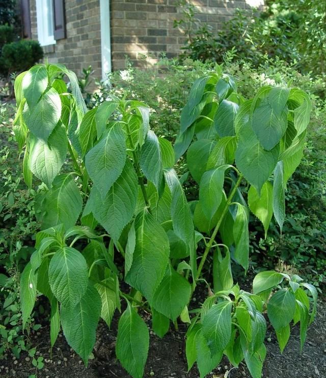 植物被晒蔫了可以马上浇水吗,刚挪盆的植物被太阳晒了怎样挽救