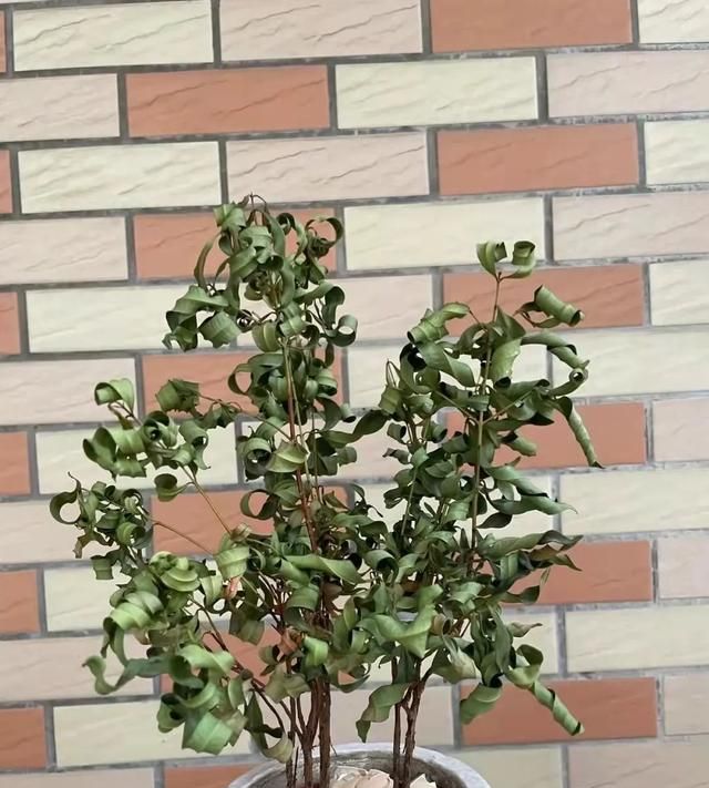 植物晒蔫别轻视，严重会灼伤新芽新叶，花园植物夏季避暑指南