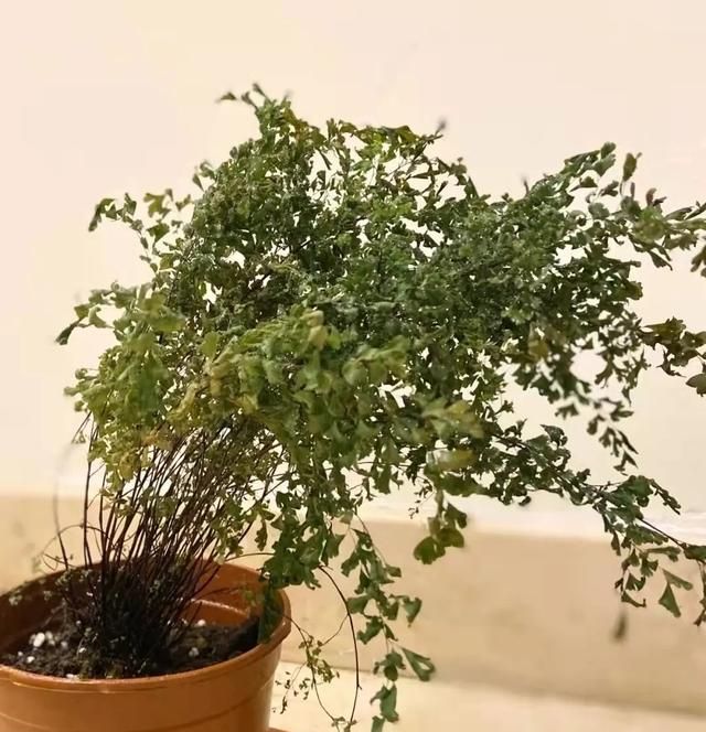 植物晒蔫别轻视，严重会灼伤新芽新叶，花园植物夏季避暑指南