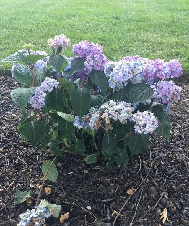 植物晒蔫别轻视，严重会灼伤新芽新叶，花园植物夏季避暑指南