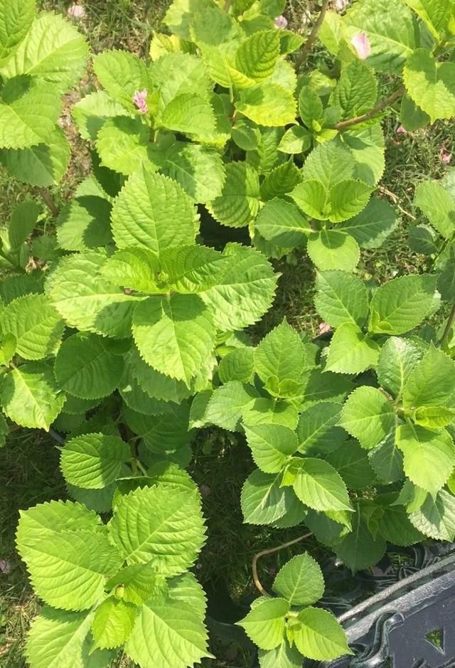 植物晒蔫别轻视，严重会灼伤新芽新叶，花园植物夏季避暑指南