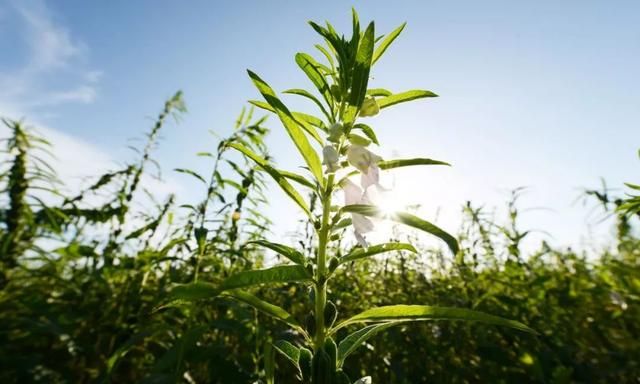 如何辨别真假黑芝麻(黑芝麻的真假怎样辨别)