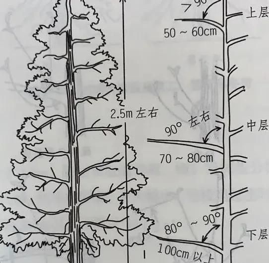 苹果树细长纺锤形整形修剪技术