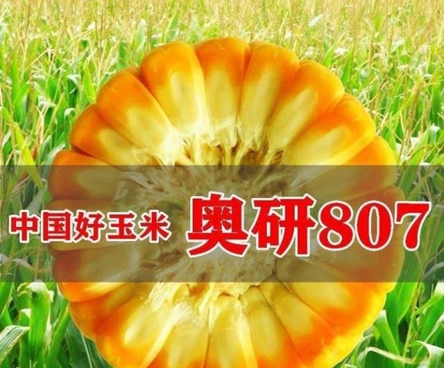 奥研807与万盛68哪个玉米种好图3