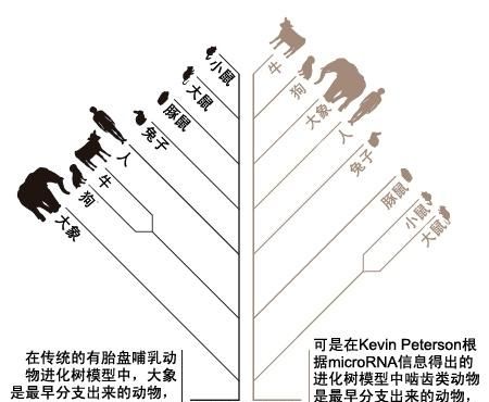 豪猪和哪些动物是近亲图6