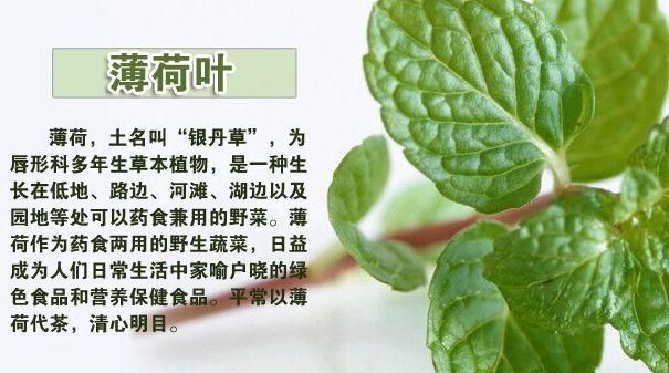 菊花可以和薄荷一起喝吗图12