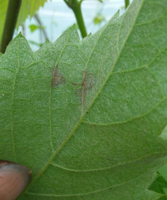 升温5天，葡萄树体长白毛，对萌芽有影响吗