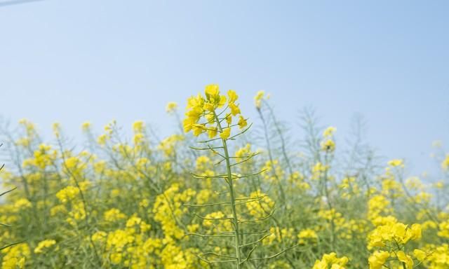 第一次吃菠萝蜜,第一次吃菠萝蜜好吃吗