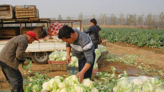 中国有几个花菜之乡(撒贝宁卖花菜后续社会关注)