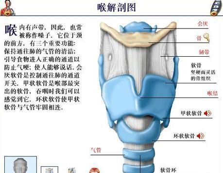 人体解剖图咽和喉的区别,人体喉咙解剖学