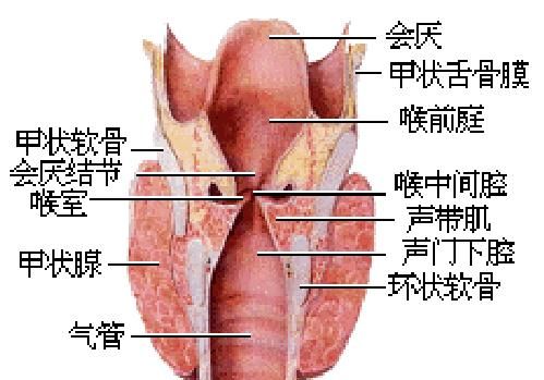 《人体解剖学》喉咙