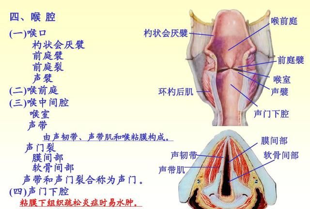 《人体解剖学》喉咙