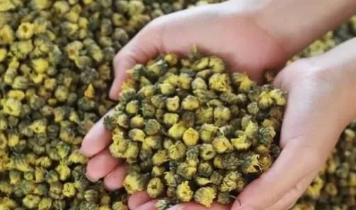 请客喝茶，切记这3类菊花茶不能喝，都是“劣质茶”，伤身伤感情