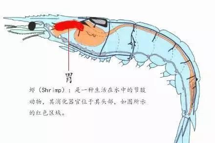 北极甜虾怎么做才好吃呢,北极甜虾怎样做最好吃图5