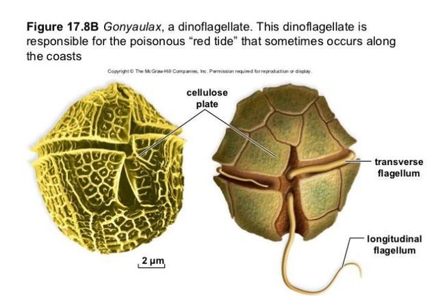 新知问答｜科学家都头疼，这些藻类到底算动物还是算植物？